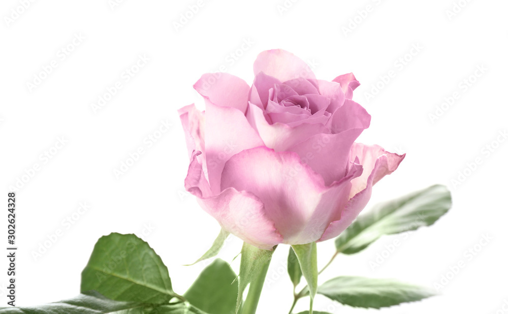 Beautiful fresh rose flower on white background Beautiful fresh rose flower on white background