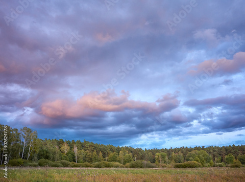 Purple lit sky over forest at sunset