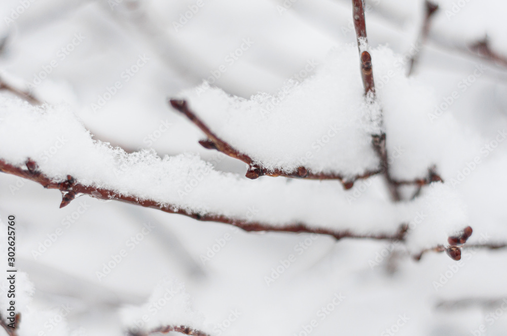 Texture of snow on branches. Blurred background.