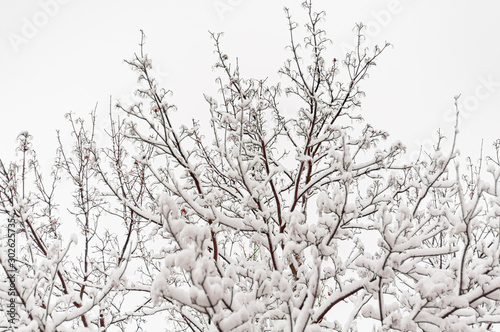 Branches of trees are covered with fluffy snow.