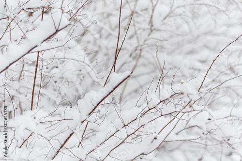 Background from snowy tree branches. Close-up.