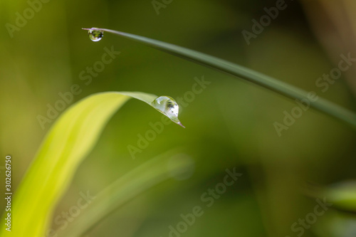 Raindrops perched on bamboo trees in the morning.