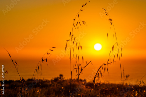 Golden silhouette of a grass meadow at sunset or sunrise over the ocean