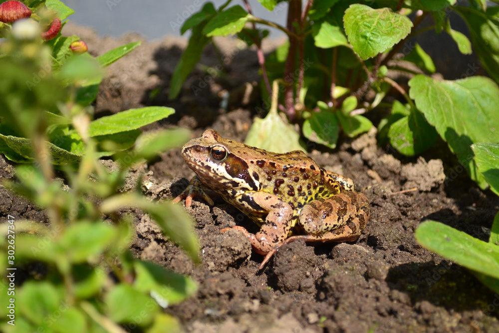 A wet, slimy frog got out of the pond and climbed into the flower bed to rest A wet, slimy frog got out of the pond and climbed into the flower bed to rest