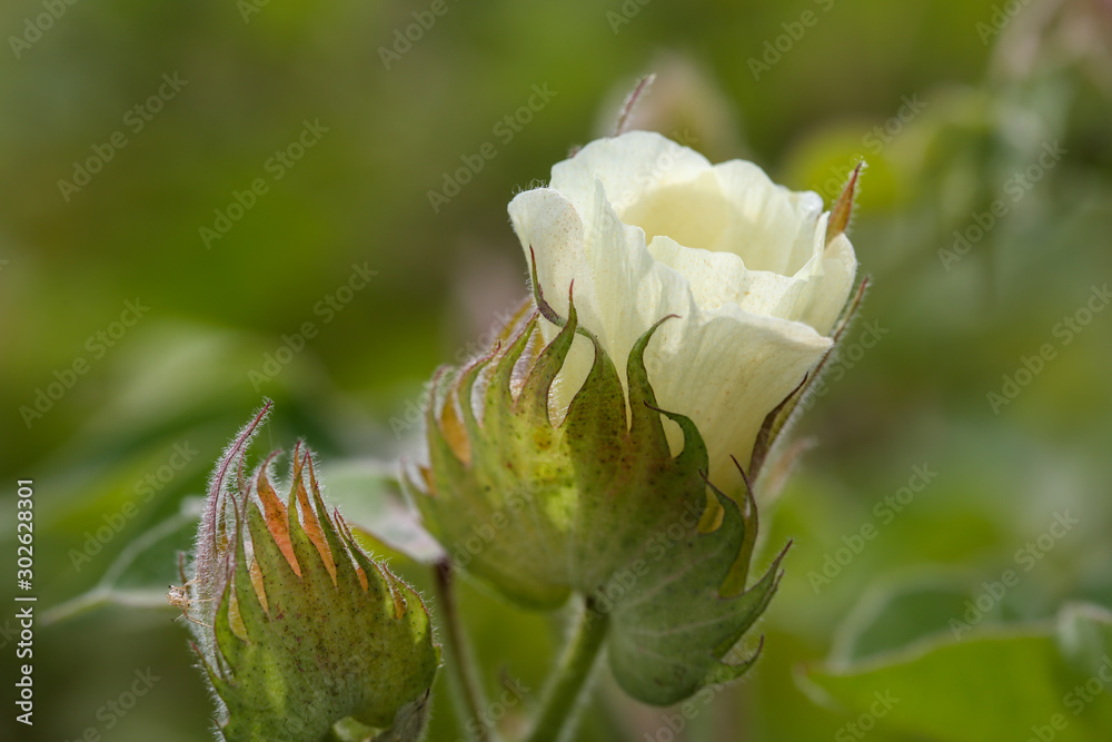 Organic cotton blossom. Cotton blossom hanging on cotton plant. Gossypium  hirsutum Stock Photo