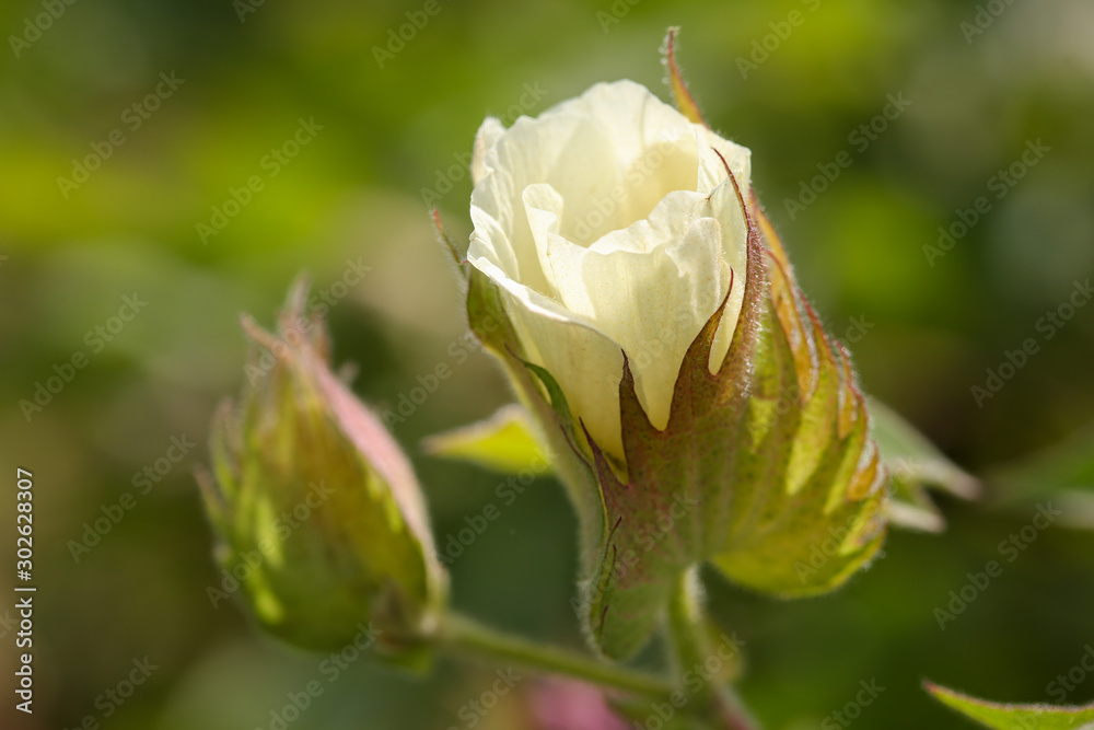 Organic cotton blossom. Cotton blossom hanging on cotton plant. Gossypium hirsutum Organic cotton blossom. Cotton blossom hanging on cotton plant. Gossypium hirsutum