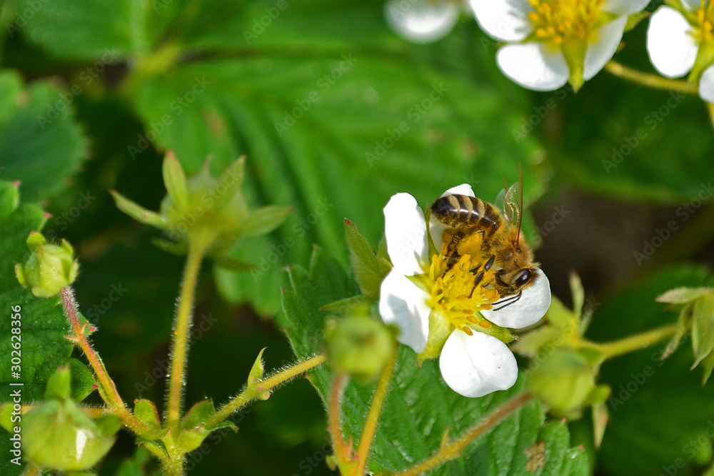 The bee flies around a white strawberry flower and harvests pollen and honey. On the paw of the bee, a bag of pollen The bee flies around a white strawberry flower and harvests pollen and honey. On the paw of the bee, a bag of pollen