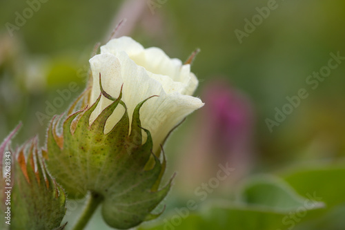 Organic cotton blossom. Cotton blossom hanging on cotton plant. Gossypium hirsutum