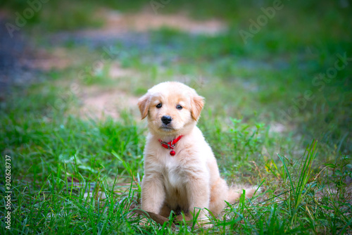 Puppy Sitting In blurry background.Young dog.Poodle Puppy on green background.