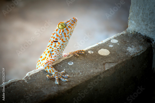 Closeup of a Tokay Gecko (Gecko gecko).Thailand gecko.Gecko lizard climbing wall background.