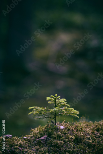 Small fir grows on an old tree trunk lying down on the ground
