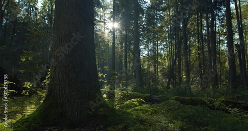 Big old tree in green dark magical forest sun shining between trees in morning