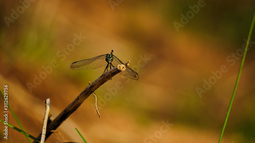 Dragon Fly lands on dead stick 1 © Rajashekar Agurla