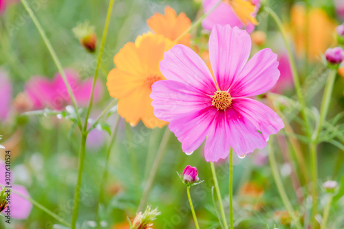 Soft And select Focus A colorful field of Cosmos Flower is planted for visitors to visit the Cosmos Flower in the winter and the Cosmos Field. Flower is also the meeting of couples on Valentine s Day.