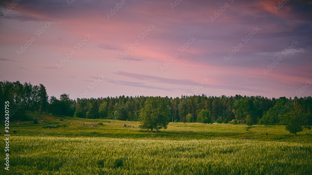 Sunset over a field with trees in the background