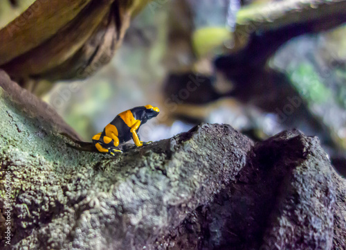 Yellow-banded poison dart frog photo