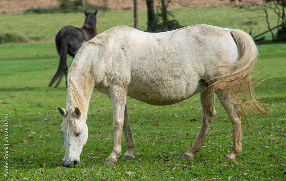 Horse grazing in the meadow