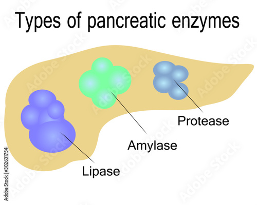 Types of pancreatic enzymes vector illustration on a white background