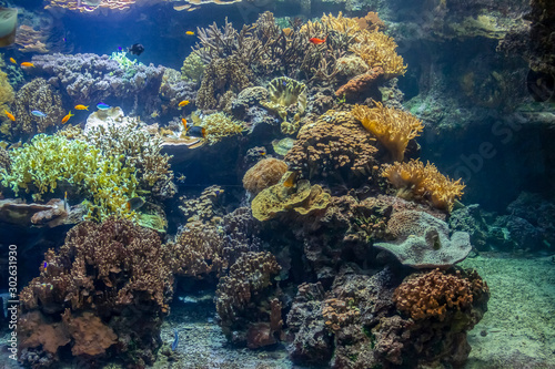 Fototapeta Naklejka Na Ścianę i Meble -  coral reef scenery
