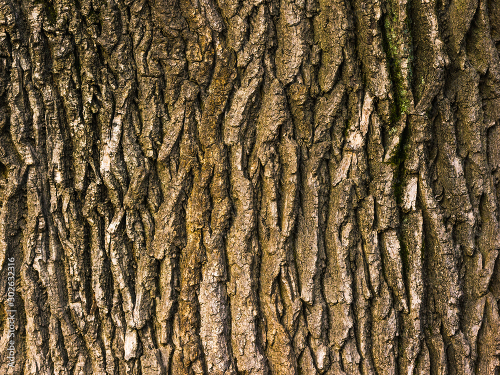 Beautiful natural texture and background of the bark of an old tree closeup Beautiful natural texture and background of the bark of an old tree closeup