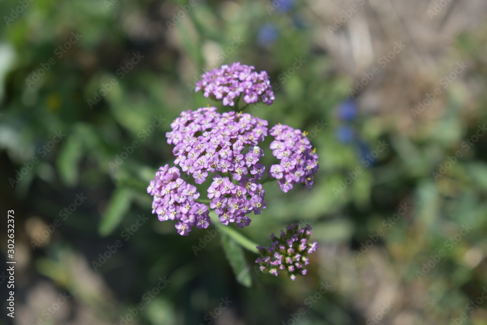 kyrgyzstan's flower kyrgyzstan's flower