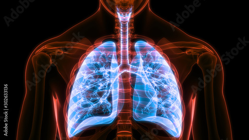 Human Respiratory System Lungs Anatomy