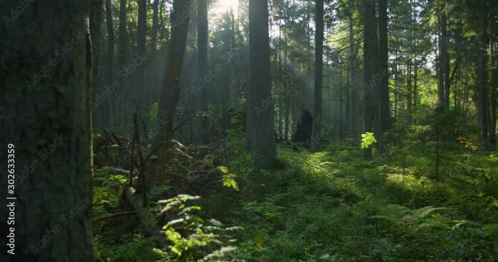 Natural forest in morning with sun rays and fog