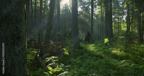Natural forest in morning with sun rays and fog