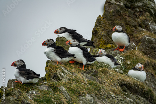 Profile view of puffin group over the cliff