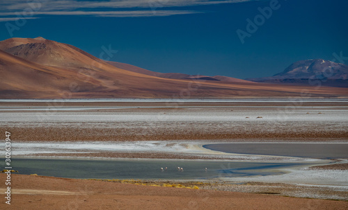 Salt lake, flamingoes and mountains of Atacama