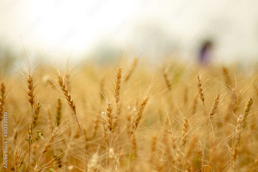 Wheat crop field. Ears of golden wheat close up. Ripening ears of wheat field background. Rich harvest Concept.