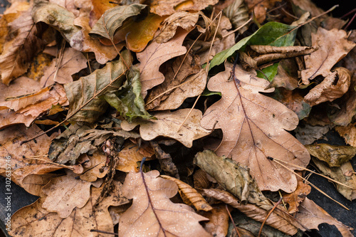 Close up autumn leaves in a forest