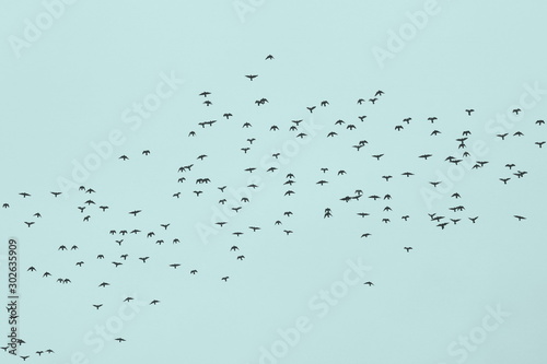 Flock of birds on a background of blue sky