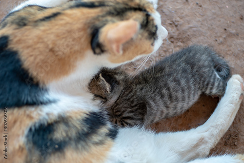 Portrait of tricolor Thai cat with striped kitten 