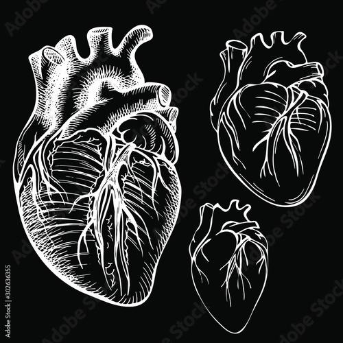Sketch Ink Human heart. Engraved Anatomical heart illustration. Background black.