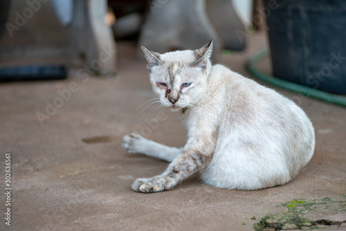 Fototapeta Naklejka Na Ścianę i Meble -  Portrait of white Thai cat at home, relax cat 