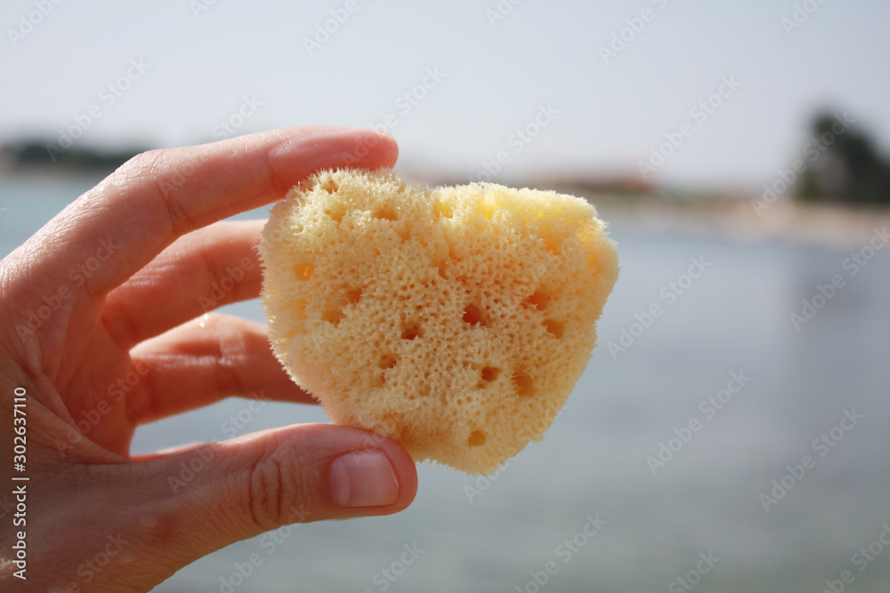 Sea sponge in the hand in sea water on the beach background.