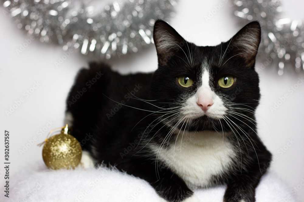 black and white cat on the background of Christmas decorations of silver tinsel on a soft white plaid