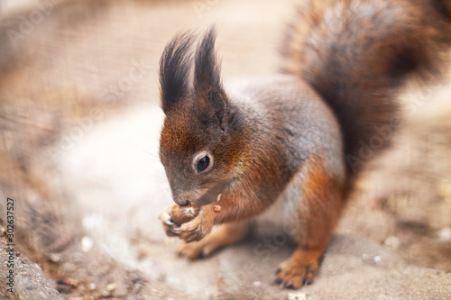 squirrel nibbles acorn. portrait of a squirrel close