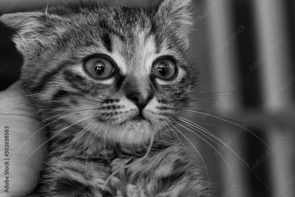 kitten with a Toxocara cati roundworm .hanging out of his mouth after vomiting kitten with a Toxocara cati roundworm .hanging out of his mouth after vomiting