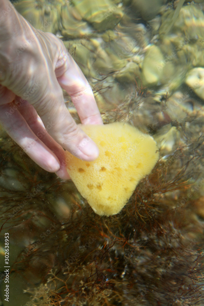 Sea sponge in the hand in sea water on the beach background.