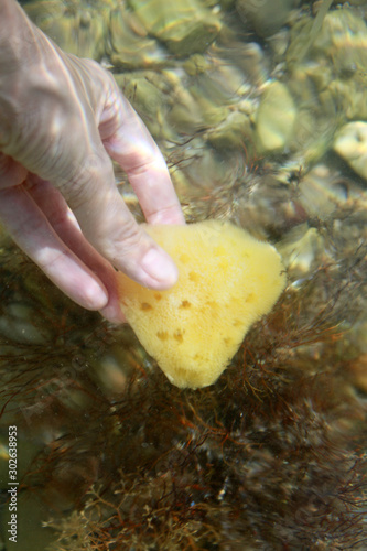 Sea sponge in the hand in sea water on the beach background. 