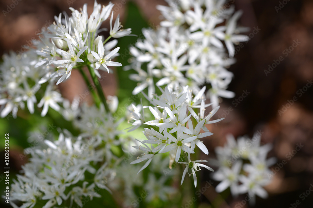 Allium ursinum, wild garlic in wald. Flowers. Allium ursinum, wild garlic in wald. Flowers.