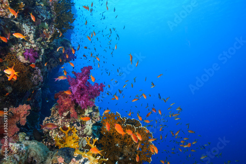 Fototapeta Naklejka Na Ścianę i Meble -  Coral Reef at the Red Sea, Egypt