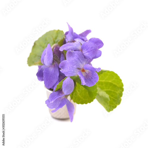 Violets flowers isolated on white backgrounds. 