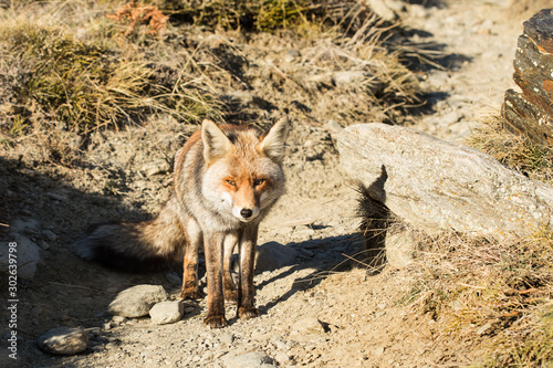 red fox in the nature, wild animal © Patricia Chumillas