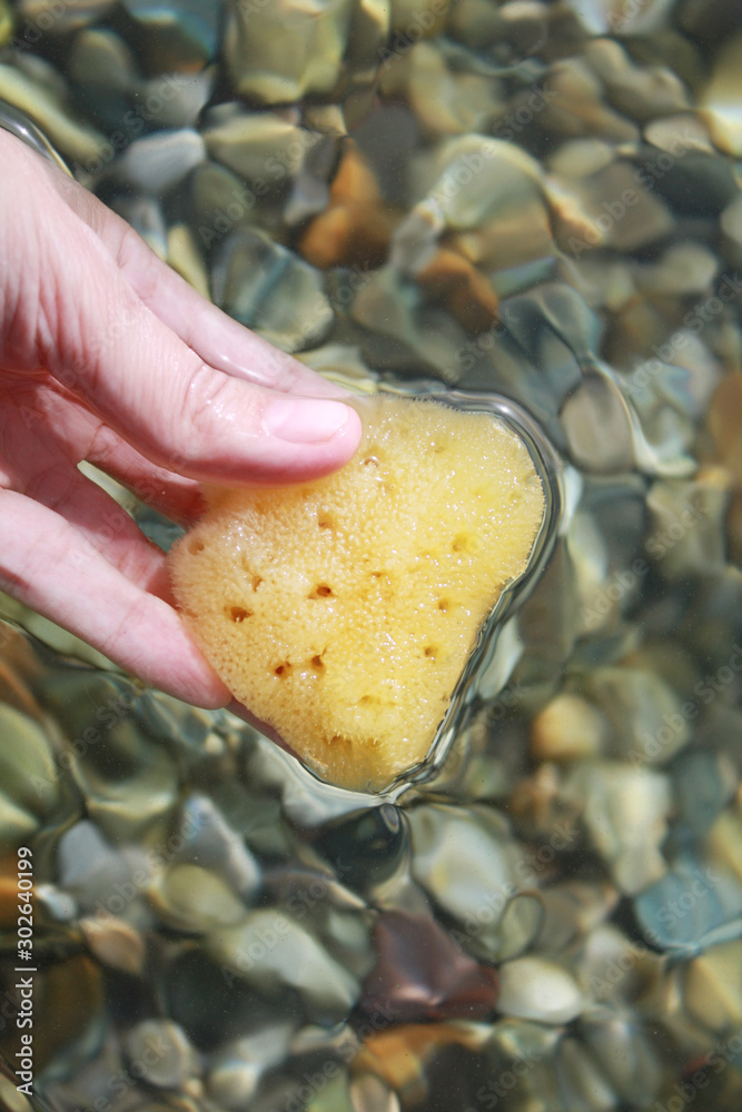 Sea sponge in the hand in sea water on the beach background.