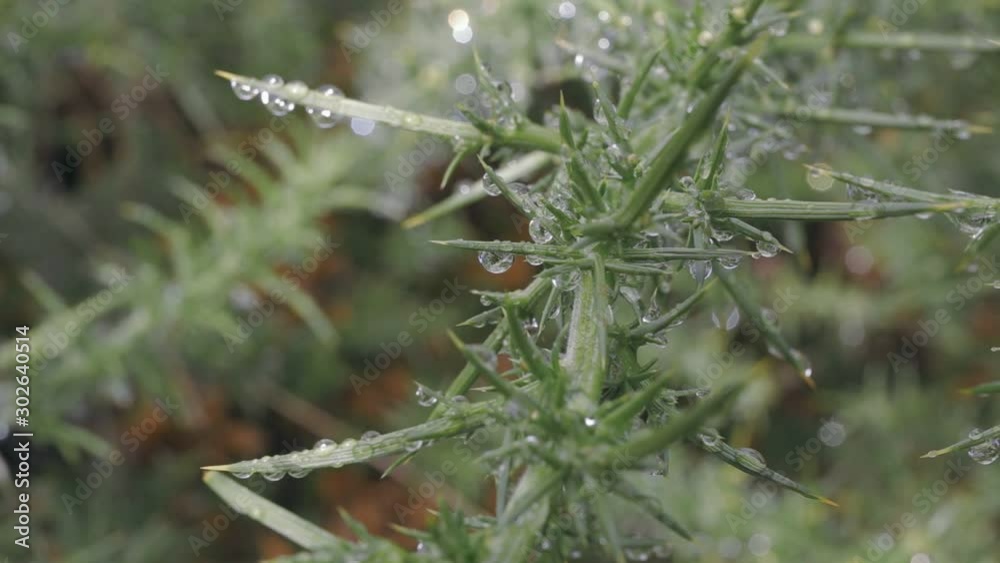 Close up of green gorse bush plant with water drops in Close up of green gorse bush plant with water drops in