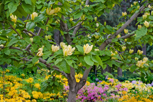 Yellow magnolia flowers among rhododendron bushes