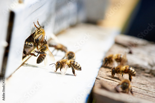 Honey bee in the entrance to a wooden beehive. © Viktoriia